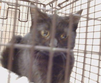 Shelter Stray Unknown Cat last seen LARCHMONT DR/TURNER DR, 95660, 3839 Bradshaw Rd, Sacramento, CA 95827, USA