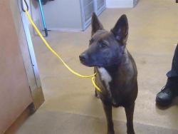 Shelter Stray Female Dog last seen WATT AVE/N HAVEN DR, 95624, 3839 Bradshaw Rd, Sacramento, CA 95827, USA