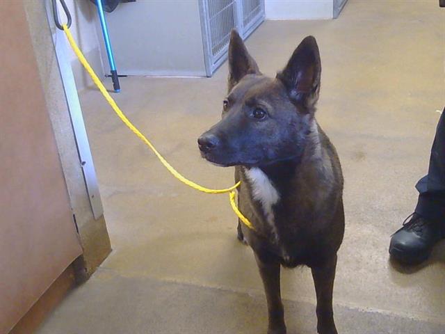 Shelter Stray Female Dog last seen WATT AVE/N HAVEN DR, 95624, 3839 Bradshaw Rd, Sacramento, CA 95827, USA