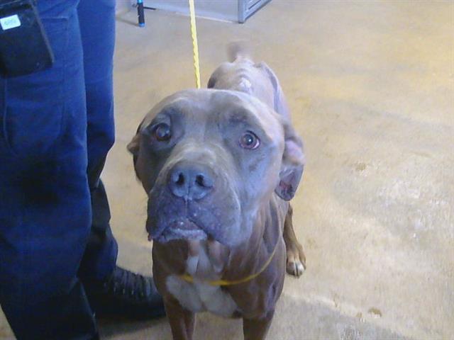 Shelter Stray Male Dog last seen WATT AVE/FAIR OAKS BLVD, 95864, 3839 Bradshaw Rd, Sacramento, CA 95827, USA