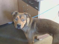 Shelter Stray Male Dog last seen WATT AVE/FAIR OAKS BLVD, 95864, 3839 Bradshaw Rd, Sacramento, CA 95827, USA