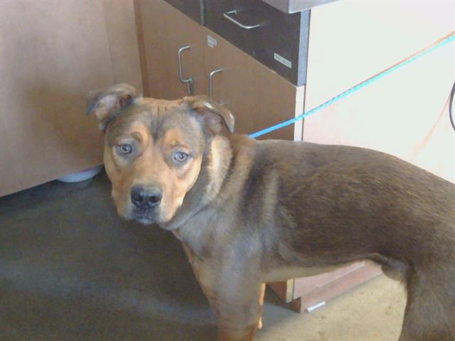 Shelter Stray Male Dog last seen WATT AVE/FAIR OAKS BLVD, 95864, 3839 Bradshaw Rd, Sacramento, CA 95827, USA