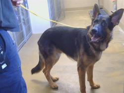 Shelter Stray Male Dog last seen LAGUNA RD/TWIN CITIES RD, HERALD CA 95638, 3839 Bradshaw Rd, Sacramento, CA 95827, USA