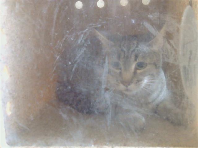 Shelter Stray Female Cat last seen Near BLOCK 5TH ST, 3839 Bradshaw Rd, Sacramento, CA 95827, USA