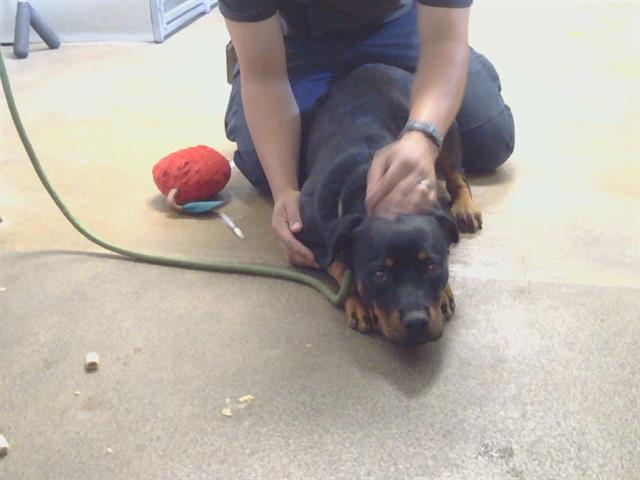 Shelter Stray Female Dog last seen ESCHINGER RD/BRUCEVILLE RD, 95757, 3839 Bradshaw Rd, Sacramento, CA 95827, USA