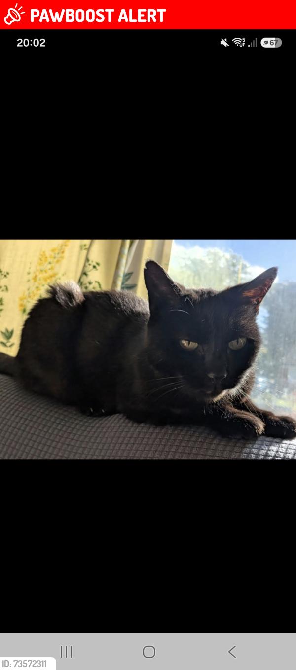 Lost Female Cat last seen Withins residential home, Breightmet, England 