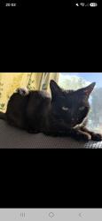 Lost Female Cat last seen Withins residential home, Breightmet, England 