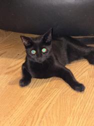 Lost Female Cat last seen Spinks gardens, West Yorkshire, England LS14
