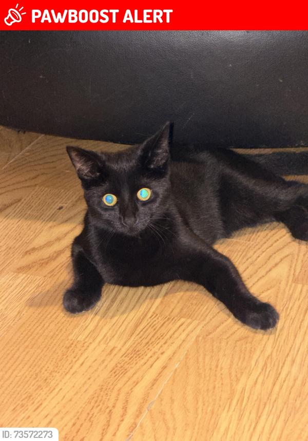 Lost Female Cat last seen Spinks gardens, West Yorkshire, England LS14