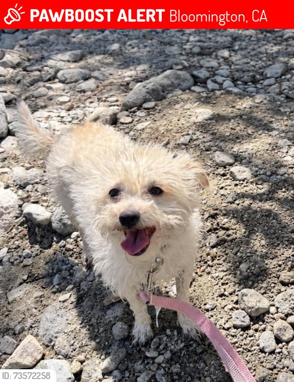 Lost Female Dog last seen Orchard & Marygold ave, Bloomington, CA 92316