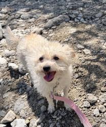 Lost Female Dog last seen Orchard & Marygold ave, Bloomington, CA 92316