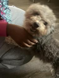 Reunited Male Dog last seen Chevron Gas station, Oakland, CA 94619