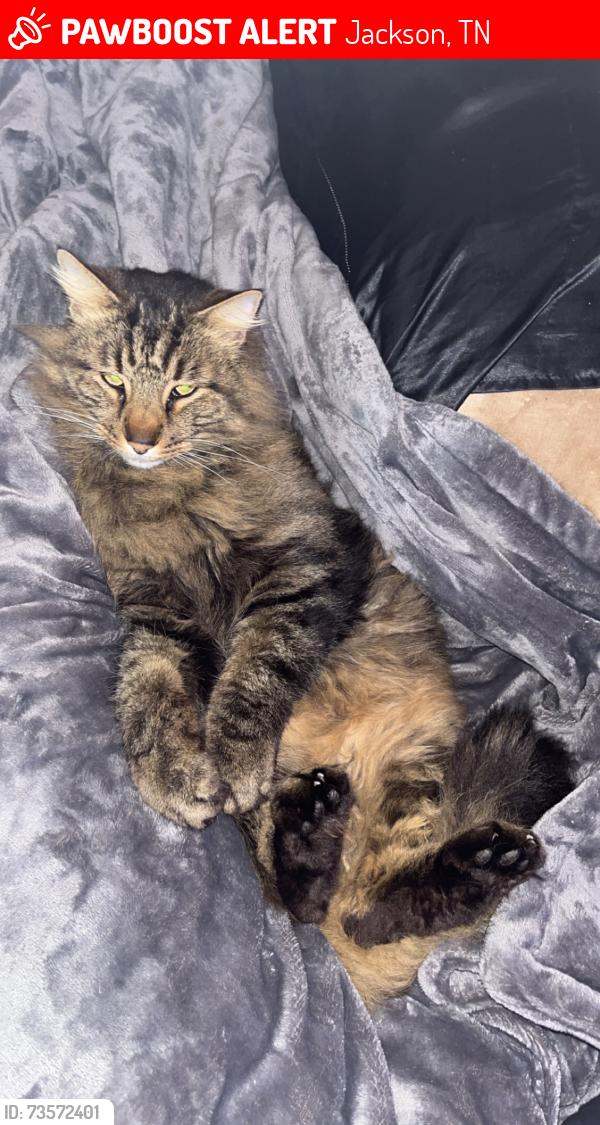 Lost Male Cat last seen Perry switch rd Jackson tn, Jackson, TN 38301