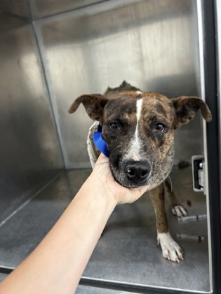 Shelter Stray Female Dog last seen REFUGIO AVE, North District,, 355 Hillshire Dr, Haslet, TX 76052, USA