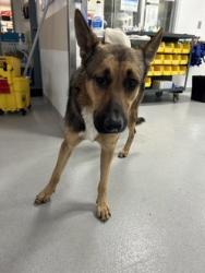 Shelter Stray Male Dog last seen REFUGIO AVE, North District,, 355 Hillshire Dr, Haslet, TX 76052, USA