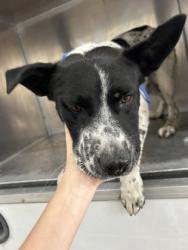 Shelter Stray Male Dog last seen REFUGIO AVE, North District,, 355 Hillshire Dr, Haslet, TX 76052, USA