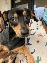 Shelter Stray Male Dog last seen Near Altamesa blvd, South District, TX, 355 Hillshire Dr, Haslet, TX 76052, USA