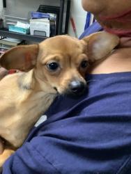 Shelter Stray Female Dog last seen Near Altamesa blvd, South District, TX, 355 Hillshire Dr, Haslet, TX 76052, USA