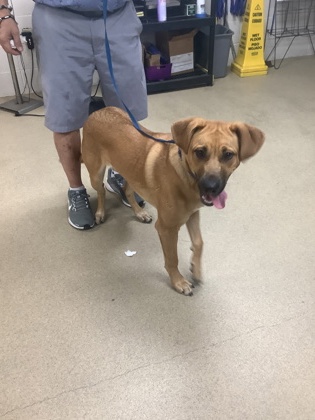 Shelter Stray Male Dog last seen , South District, TX, 355 Hillshire Dr, Haslet, TX 76052, USA