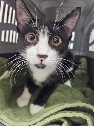 Shelter Stray Female Cat last seen Near HUNTER PL, Folsom, CA, 6201 Florin Perkins Rd, Sacramento, CA 95828, USA