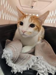 Shelter Stray Male Cat last seen Near HUNTER PL, Folsom, CA, 6201 Florin Perkins Rd, Sacramento, CA 95828, USA