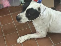 Shelter Stray Male Dog last seen Near blk s dick price- KN, KENNEDALE, TX, 3961 Bluebell Dr, Everman, TX 76140, USA