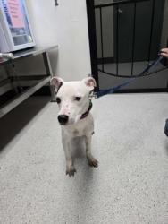 Shelter Stray Female Dog last seen 29th Ave an E 16th, Oakland, CA, 1101 29th Ave, Oakland, CA 94601, USA