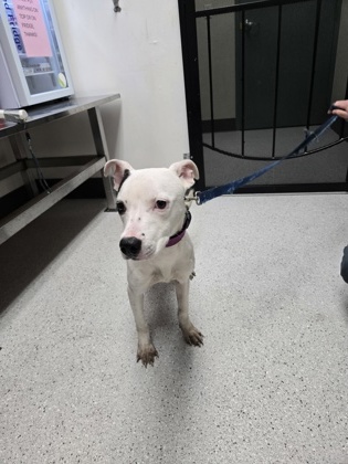 Shelter Stray Female Dog last seen 29th Ave an E 16th, Oakland, CA, 1101 29th Ave, Oakland, CA 94601, USA