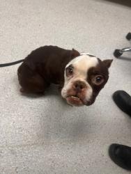 Shelter Stray Male Dog last seen Near 27th Street, Oakland,, 1101 29th Ave, Oakland, CA 94601, USA