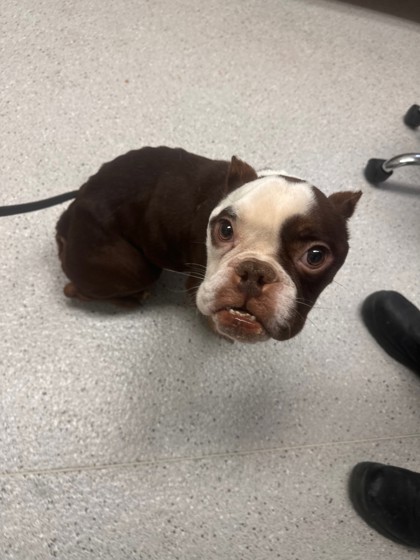 Shelter Stray Male Dog last seen Near 27th Street, Oakland,, 1101 29th Ave, Oakland, CA 94601, USA