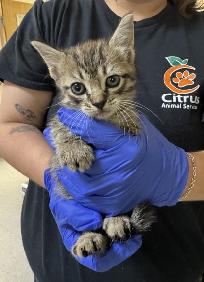 Shelter Stray Female Cat last seen Seven River Dr, Crystal River, FL, 4030 S Airport Rd, Inverness, FL 34450, USA
