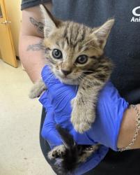Shelter Stray Male Cat last seen Seven River Dr, Crystal River, FL, 4030 S Airport Rd, Inverness, FL 34450, USA