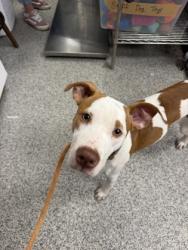 Shelter Stray Female Dog last seen Craven Terrace, New Bern City Limits,, 1639 Old Airport Rd, New Bern, NC 28562, USA