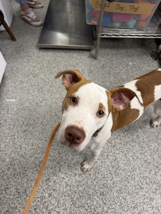 Shelter Stray Female Dog last seen Craven Terrace, New Bern City Limits,, 1639 Old Airport Rd, New Bern, NC 28562, USA
