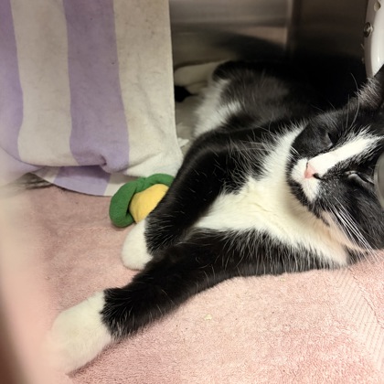 Shelter Stray Male Cat last seen Near Post Rd, Madison 14, City of, WI, 5132 Voges Rd, Madison, WI 53718, USA