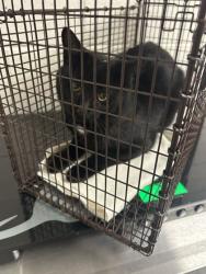 Shelter Stray Male Cat last seen Near Iroquios Dr, Knox County GP, TN, 3201 Division St, Knoxville, TN 37919, USA