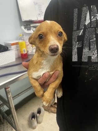 Shelter Stray Male Dog last seen , Biloxi, MS, 2615 25th Ave, Gulfport, MS 39501, USA