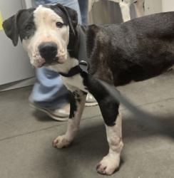Shelter Stray Male Dog last seen El Dorado Ave & Jayne Ave, Coalinga Zone Fresno CO 1B 93210, CA, 1510 W Dan Ronquillo Dr, Fresno, CA 93706, USA