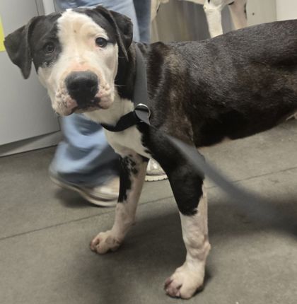 Shelter Stray Male Dog last seen El Dorado Ave & Jayne Ave, Coalinga Zone Fresno CO 1B 93210, CA, 1510 W Dan Ronquillo Dr, Fresno, CA 93706, USA