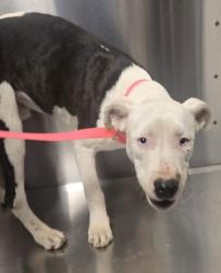 Shelter Stray Male Dog last seen El Dorado Ave & Jayne Ave, Coalinga Zone Fresno CO 1B 93210, CA, 1510 W Dan Ronquillo Dr, Fresno, CA 93706, USA