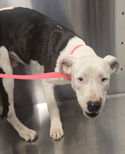 Shelter Stray Male Dog last seen El Dorado Ave & Jayne Ave, Coalinga Zone Fresno CO 1B 93210, CA, 1510 W Dan Ronquillo Dr, Fresno, CA 93706, USA