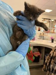 Shelter Stray Female Cat last seen S Academy Ave & E Central Ave, Sanger Zone Fresno CO 4 93657, CA, 1510 W Dan Ronquillo Dr, Fresno, CA 93706, USA