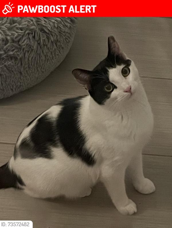 Lost Male Cat last seen Saw Mill Dr and Peoples Lune Road, Franklin Township, NJ 08873