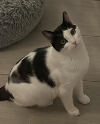 Lost Male Cat last seen Saw Mill Dr and Peoples Lune Road, Franklin Township, NJ 08873