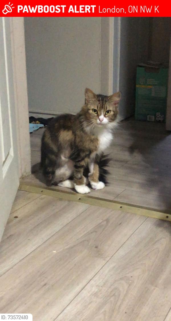 Lost Female Cat last seen Highbury Ava N And brydges st, London, ON N5W 4K2