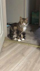 Lost Female Cat last seen Highbury Ava N And brydges st, London, ON N5W 4K2