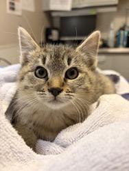 Shelter Stray Female Cat last seen East Bay SPCA, OAKLAND, CA, 94621, 8323 Baldwin St, Oakland, CA 94621, USA