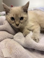 Shelter Stray Male Cat last seen East Bay SPCA, OAKLAND, CA, 94621, 8323 Baldwin St, Oakland, CA 94621, USA