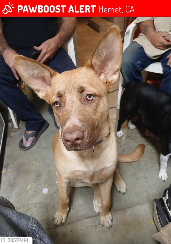 Lost Female Dog last seen Florida & lyon, Hemet, CA 92545