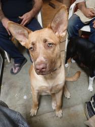 Lost Female Dog last seen Florida & lyon, Hemet, CA 92545